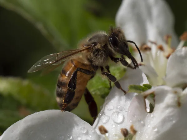 Una Abeja Recoge Néctar Una Flor Cerezo Blanco — Foto de Stock