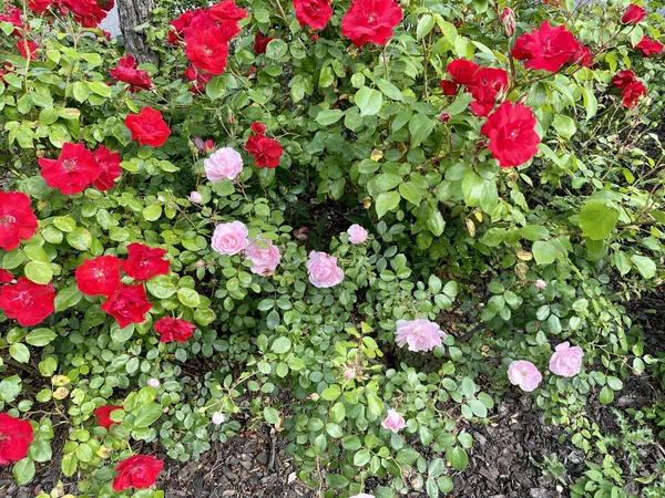 Una Vista Panorámica Rosas Rosadas Rojas Con Hojas Verdes —  Fotos de Stock