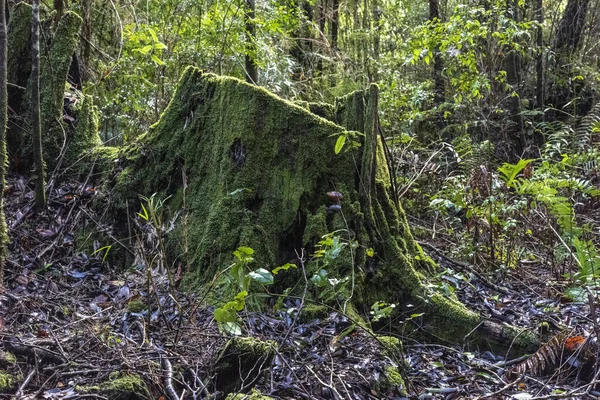 Tronco Árvore Corte Musgoso Uma Floresta Verde — Fotografia de Stock