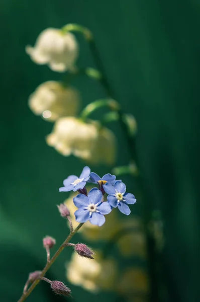 Закриття Саду Забуває Мене Myosotis Sylvatica Квіти Проти Лілії Долини — стокове фото