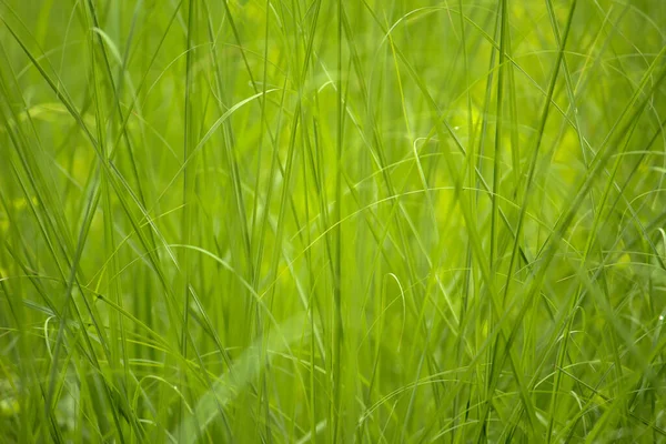 Grüne Rasenfläche Sonnigem Tag — Stockfoto
