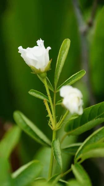 Enfoque Selectivo Una Planta Floreciente Rosa Blanca Que Crece Jardín —  Fotos de Stock