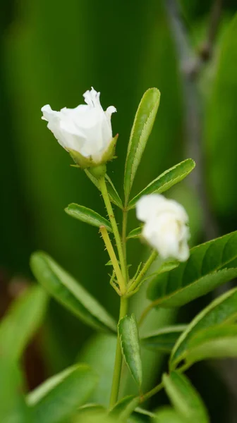 Tiro Seletivo Foco Uma Planta Flowering Rosa Branca Que Cresce — Fotografia de Stock