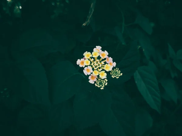 Ένα Κοντινό Πλάνο Της Πολύχρωμης Lantana Στον Κήπο — Φωτογραφία Αρχείου