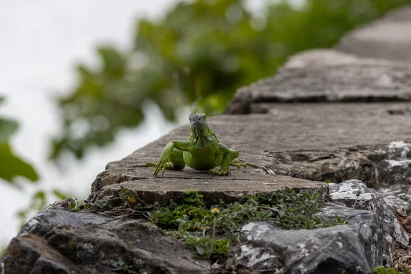 Nahaufnahme Eines Leguans Auf Einem Stein Mit Grünen Blättern Hintergrund — Stockfoto