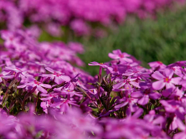 ピンクの苔のPhloxの花の選択的な焦点ショット — ストック写真