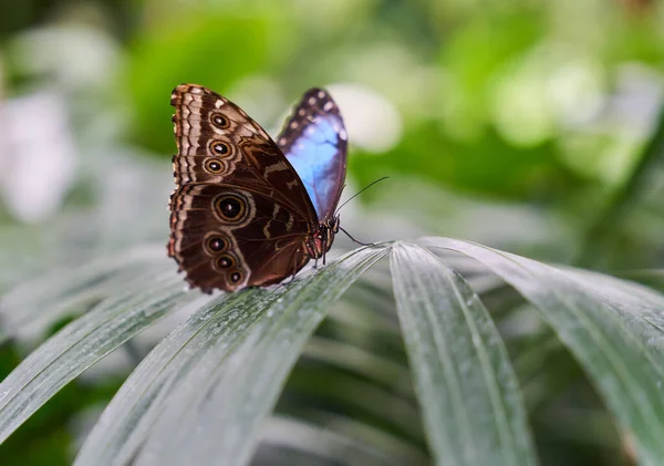 Morpho Peleides Пелейды Синие Морфо Butterfly Leaf — стоковое фото