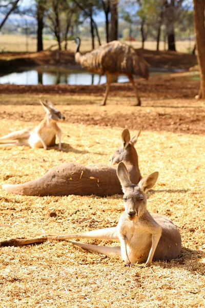 Beautiful Shallow Focus Vertical Shot Kangaroos Emu Sitting Sun — Stock Photo, Image