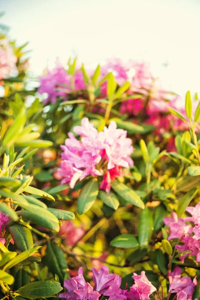 Primer Plano Vertical Flores Rosadas Rhododendron Florecientes —  Fotos de Stock