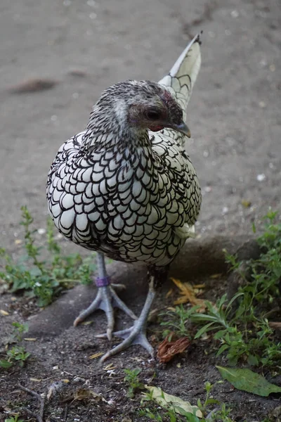 Vertical Shot Wyandotte Chicken Standing Soil Ground Breeding —  Fotos de Stock