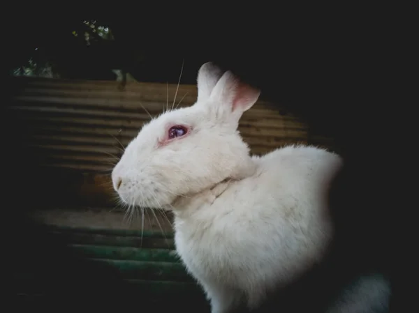 Selective Focus Shot White Rabbit — Stock Fotó