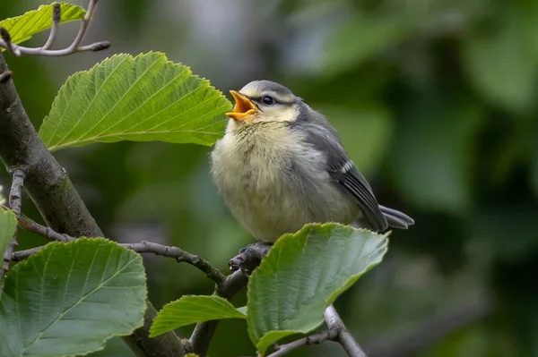 Selective Focus Shot Great Tit Perched Branch Green Leaves — Zdjęcie stockowe