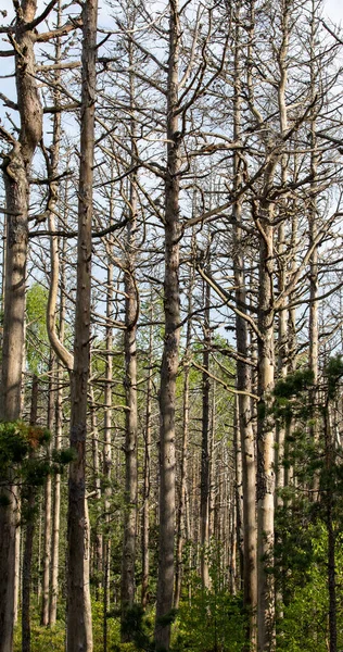 Μια Κάθετη Λήψη Από Πολλά Ξηρά Ψηλά Δέντρα Στο Δάσος — Φωτογραφία Αρχείου