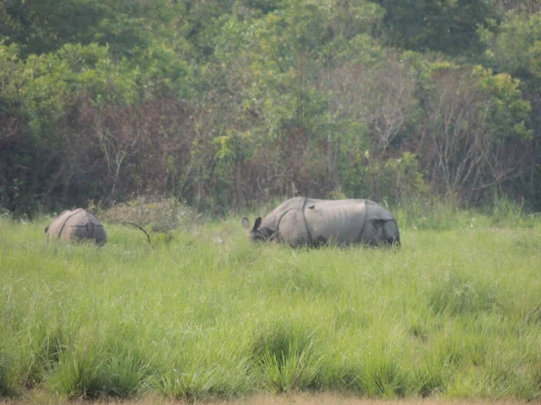 Rinoceronte Pastando Parque Nacional Manas Assam India — Foto de Stock