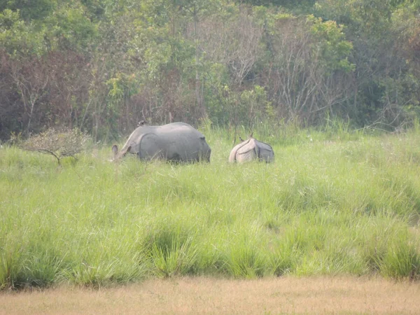 Rhinoceros Grazing Manas National Park Assam India — Stock Photo, Image