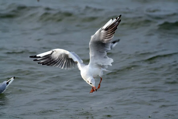 Gros Plan Mouettes Volantes Dessus Eau — Photo