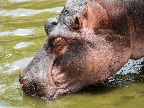 水中でカバのクローズアップショット — ストック写真