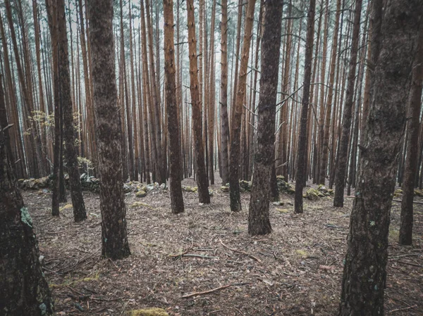 Bosque Encantador Con Árboles Altos — Foto de Stock