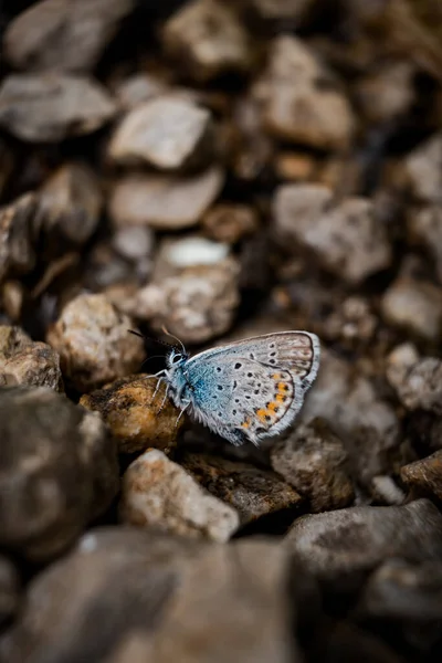 阿曼达蓝蝴蝶 Polyommatus Amandus 的特写镜头 — 图库照片