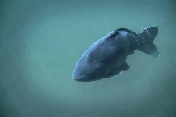 Grande Peixe Carpa Água Oceano — Fotografia de Stock