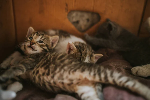 Nahaufnahme Der Hauskatze Mit Kurzen Haaren — Stockfoto