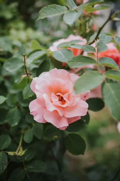 Tiro Close Belas Rosas — Fotografia de Stock