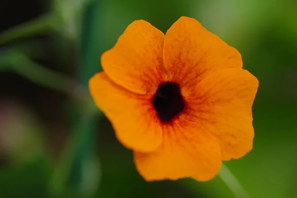 Selective Focus Shot Bright Thunbergia Green Background — Stock Photo, Image