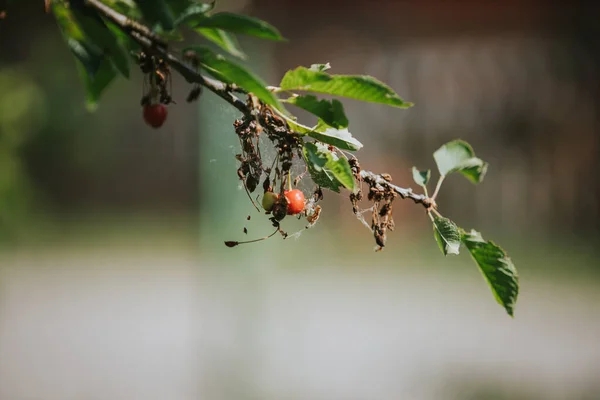 Primer Plano Cerezas Árbol — Foto de Stock