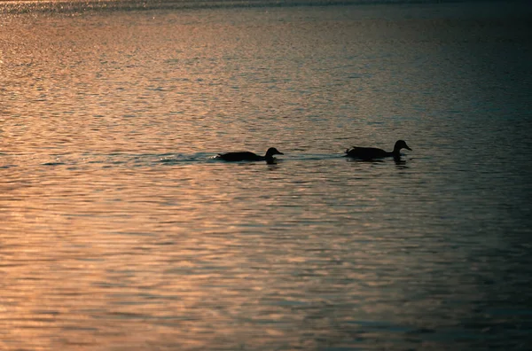 Ein Entenpaar Schwimmt Bei Sonnenuntergang Einem Teich — Stockfoto