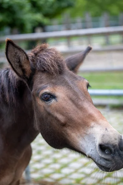 Een Portret Van Een Schattig Bruin Paard Achtergrond Van Een — Stockfoto