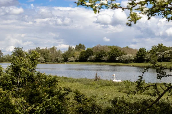 オランダ エイズデン自然保護区の湖のそばの白い白鳥 — ストック写真