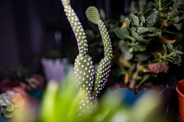 Hermoso Cactus Por Las Plantas Interior — Foto de Stock