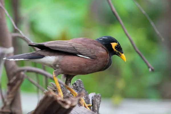 Mynah Bird Nature — Stock Fotó
