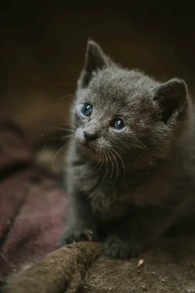 Een Close Shot Van Huiskat Met Kort Haar — Stockfoto