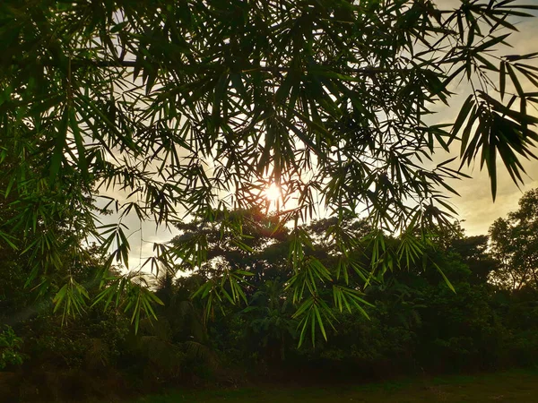 Nízký Úhel Paprsku Slunce Který Svítí Skrz Malé Listí Stromu — Stock fotografie