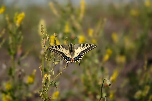 背景模糊的蝴蝶栖息在植物上的风景 — 图库照片