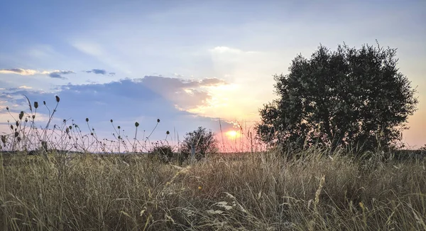 日落时美丽的田野风景 — 图库照片