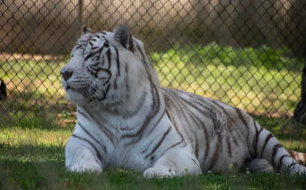 Tigre Branco Cansado Sentado Grama Sua Gaiola Zoológico Dia Ensolarado — Fotografia de Stock