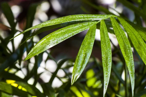 Una Planta Areca Cubierta Dypsis Lutescens Sobre Fondo Una Cortina —  Fotos de Stock