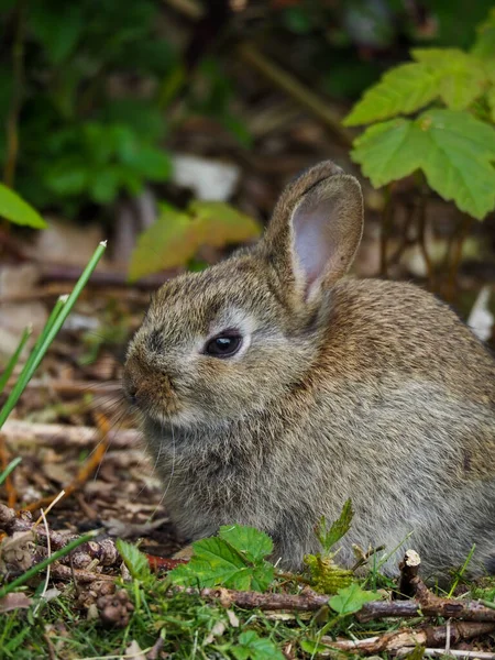 Gros Plan Vertical Lapin Brun Mignon Extérieur Pendant Lumière Jour — Photo