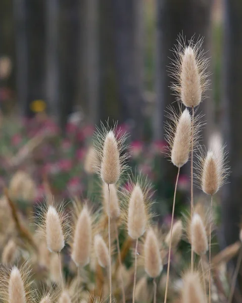 Colpo Verticale Coleotteri — Foto Stock