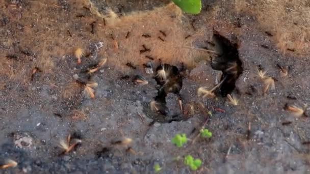 Primer Plano Hormigas Llevando Semillas Plantas Nido — Vídeos de Stock