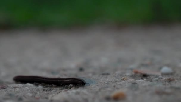 Macro Footage Millipede Crawling Rough Surface — Stock Video