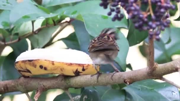 Eine Nahaufnahme Eines Spatzenvogels Der Eine Banane Auf Einem Baum — Stockvideo