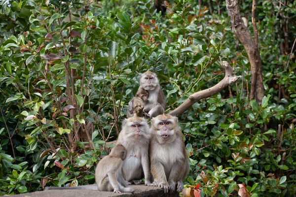 Primer Plano Una Familia Macacos Naturaleza Árbol —  Fotos de Stock