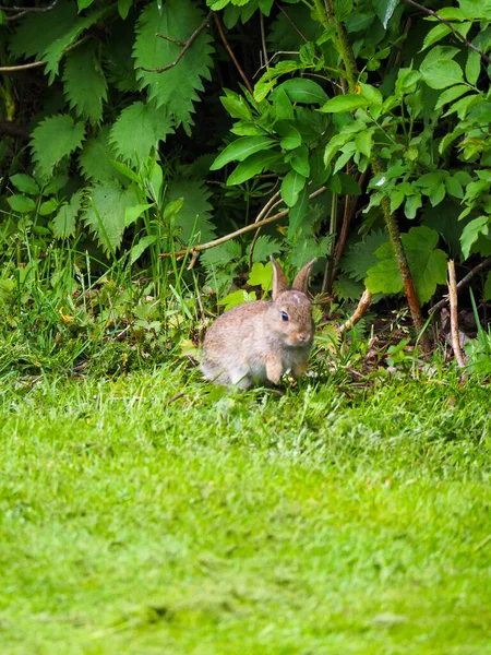 Gün Işığında Sevimli Kahverengi Bir Tavşanın Dikey Görüntüsü — Stok fotoğraf