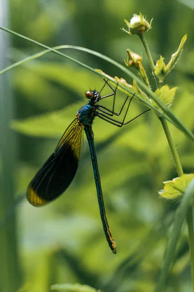 緑の植物にトンボのクローズアップショット — ストック写真