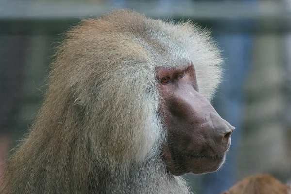 Een Closeup Van Een Harige Mannelijke Baviaan — Stockfoto