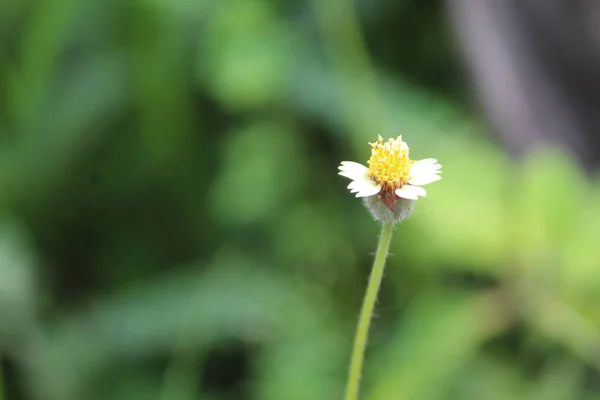 Selective Focus Shot One Field Flower Head Sunlight — Stock Fotó