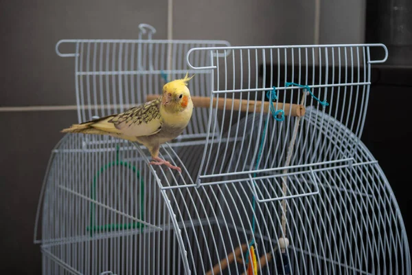 Egy Közeli Kép Egy Aranyos Cockatiel Egy Nyitott Ketrecben — Stock Fotó